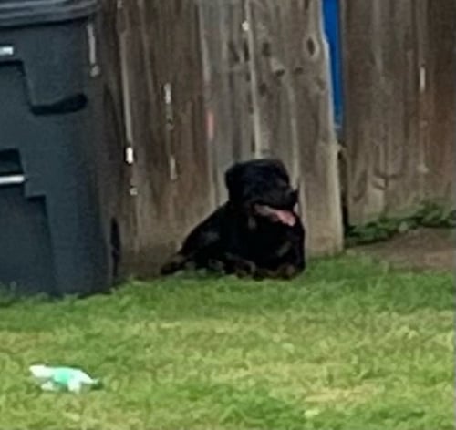 CLYDE - Rottweiler available for adoption