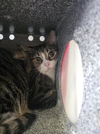 POUNCE - Photo 1