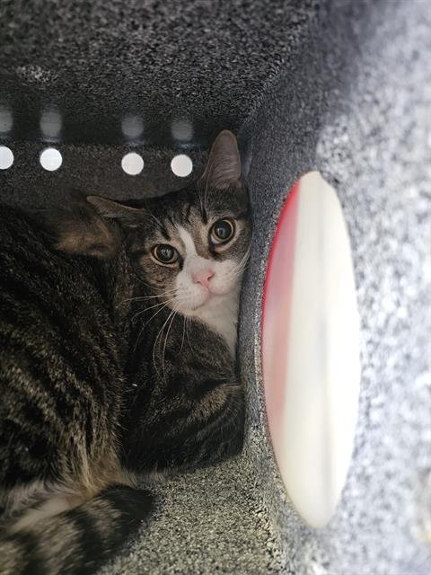 POUNCE - Domestic Short Hair available for adoption