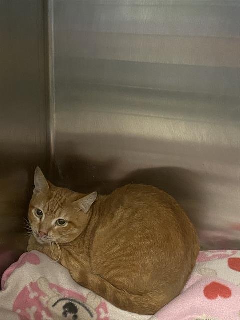 TIGGER Image
