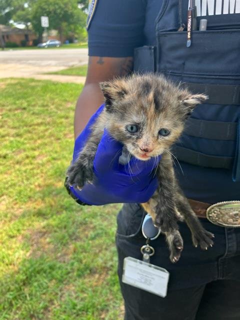 HERO - Domestic Short Hair available for adoption