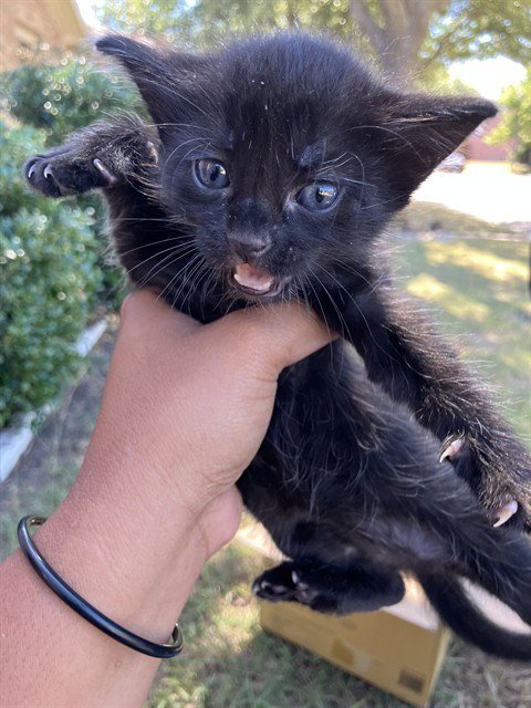 GRETTA - Domestic Short Hair available for adoption