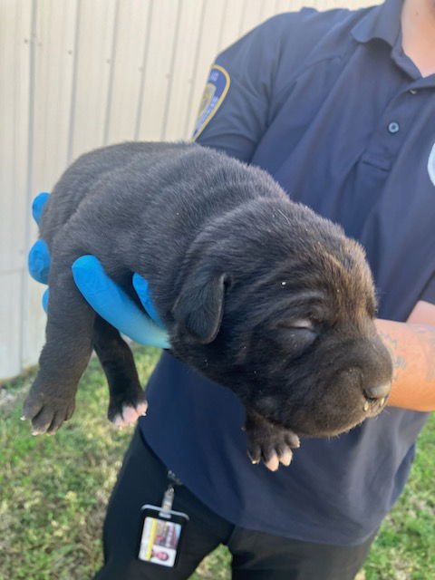 1 - Pit Bull Terrier available for adoption