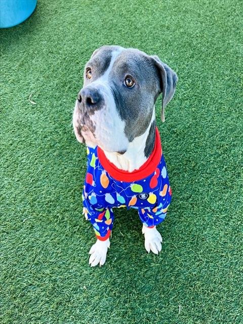 SABRINA - Pit Bull Terrier available for adoption