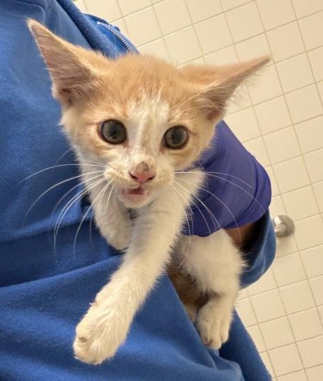 RUBY - Domestic Short Hair available for adoption