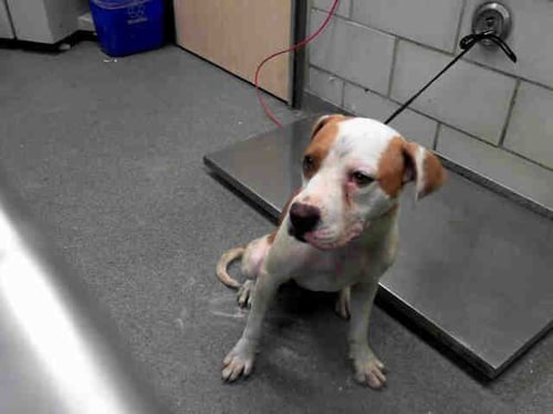 A0951390 - Staffordshire Bull Terrier available for adoption