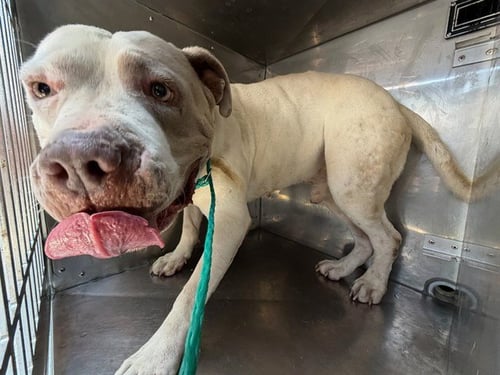 RUFFLE - Pit Bull Terrier available for adoption