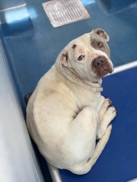 RUFFLE - Pit Bull Terrier available for adoption