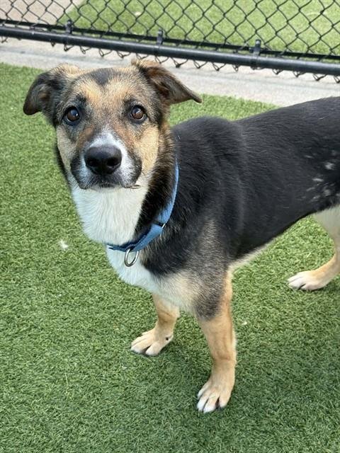 MOCHA - German Shepherd Dog available for adoption
