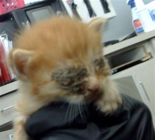 PHOENIX - Domestic Short Hair available for adoption