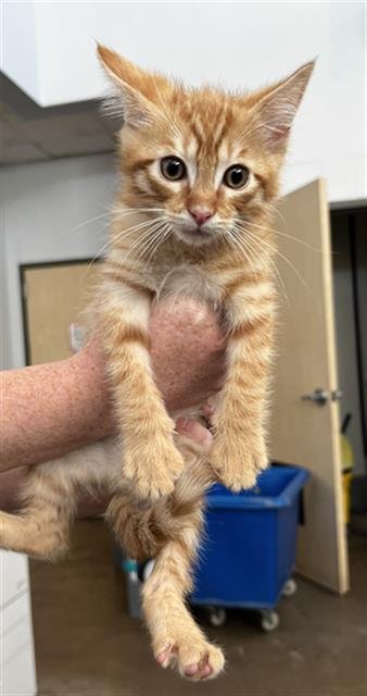 MACARONI - Domestic Medium Hair available for adoption