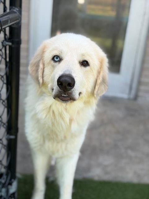 JACOB - Great Pyrenees available for adoption