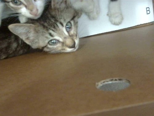 CLOUD - Domestic Short Hair available for adoption