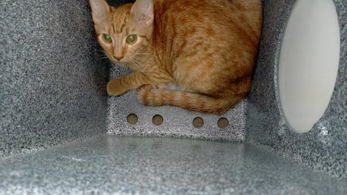 MARUCHAN - Domestic Medium Hair available for adoption