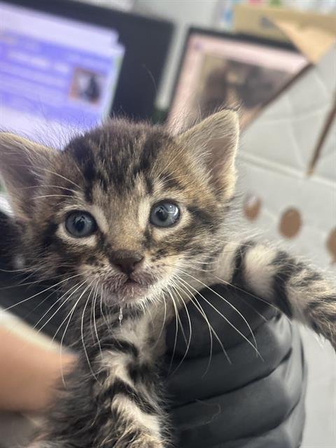 MANNY - Domestic Short Hair available for adoption