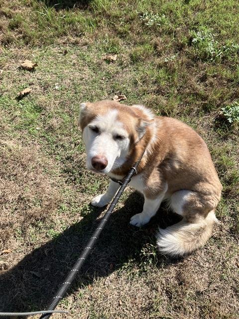 CINNAMON Image