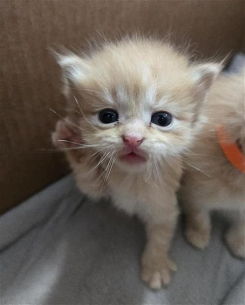 WINDY - Domestic Medium Hair available for adoption