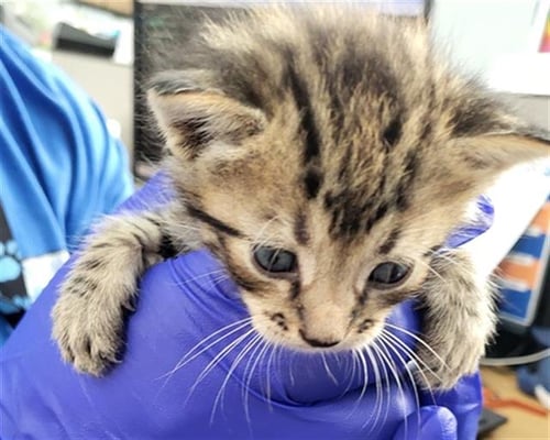 BUZZ - Domestic Short Hair available for adoption
