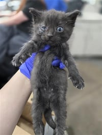 FINNEGAN - Photo 1