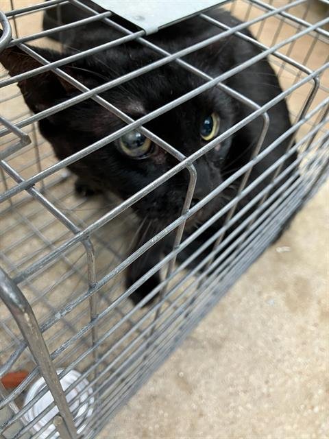 MAX - Domestic Short Hair available for adoption