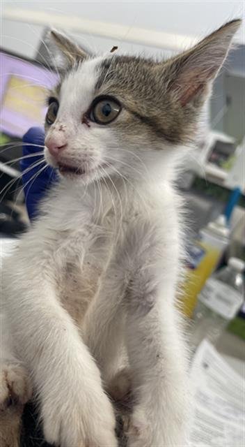 WALLY - Domestic Short Hair available for adoption