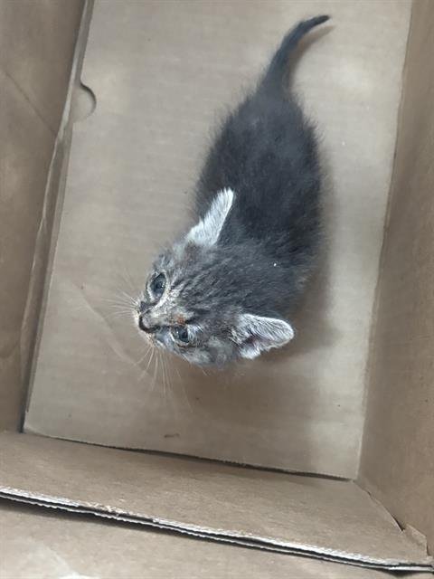 AKIRA - Domestic Short Hair available for adoption