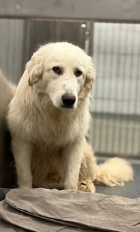 BOBO - Photo 1