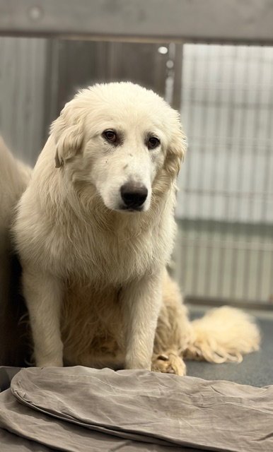 BOBO - Great Pyrenees available for adoption