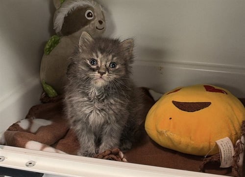 CASANDRA - Domestic Short Hair available for adoption