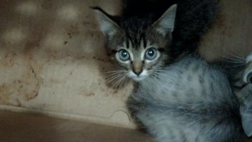 BUBBLES - Domestic Short Hair available for adoption