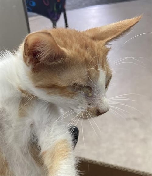 FOZZY - Domestic Short Hair available for adoption