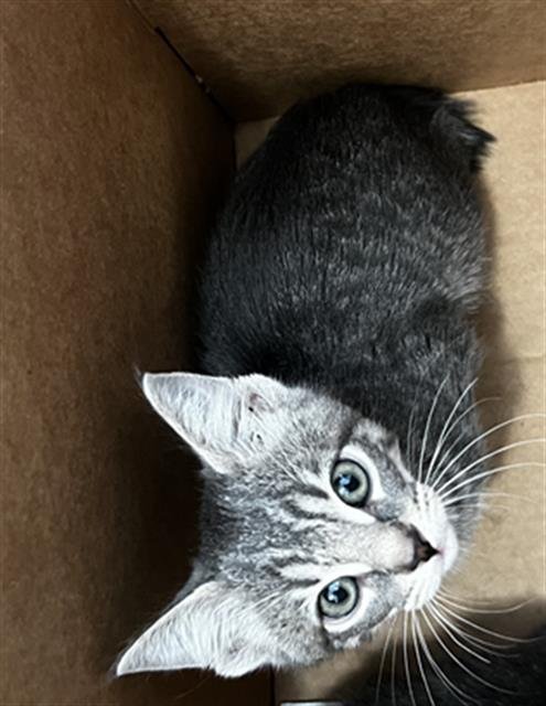 DOLLY - Domestic Medium Hair available for adoption