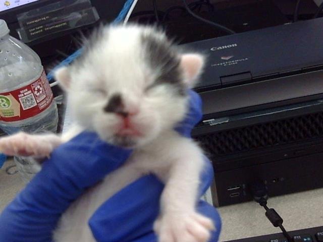 TINY - Domestic Short Hair available for adoption