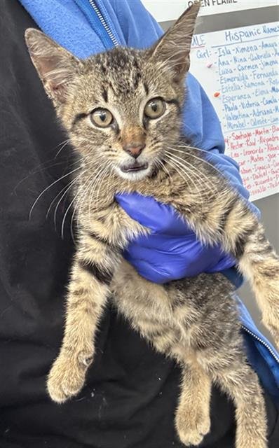 BUDDY - Domestic Short Hair available for adoption