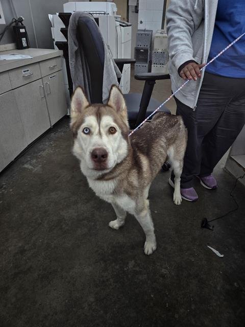 MAXIM - Siberian Husky available for adoption