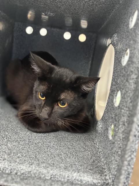 HATLEY - Domestic Short Hair available for adoption