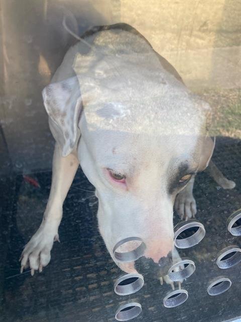 PEANUT - Pit Bull Terrier available for adoption