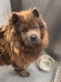 BEAR - Photo 1