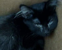KIZARU - Photo 1
