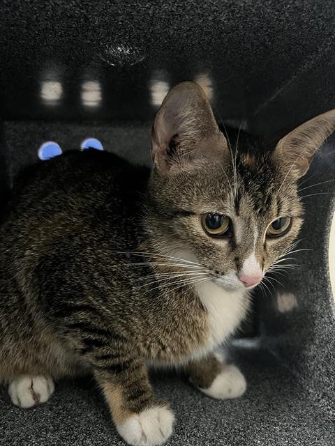 QUEEN - Domestic Medium Hair available for adoption