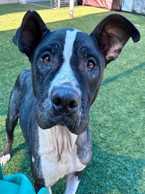 LILLIBET - Pit Bull Terrier available for adoption