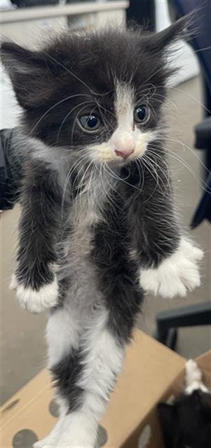 SKIPPER - Domestic Short Hair available for adoption