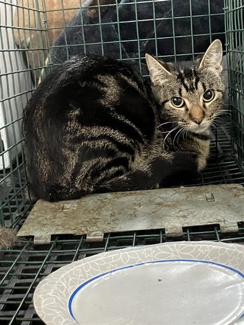 DARCY - Domestic Short Hair available for adoption