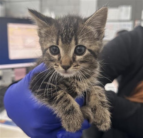 OCEAN - Domestic Short Hair available for adoption