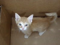 BONGO - Photo 1