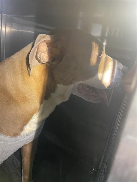 ALINTA - Pit Bull Terrier available for adoption
