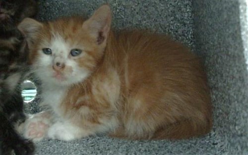 DOCK - Domestic Short Hair available for adoption