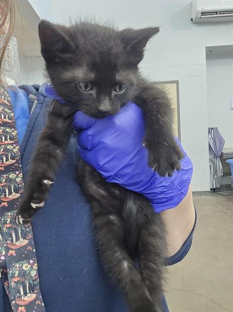 HENDRIX - Domestic Short Hair available for adoption