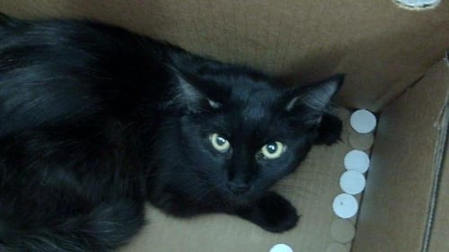CHARLOTTE - Domestic Short Hair available for adoption