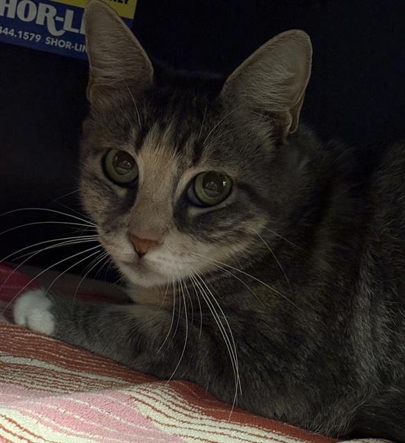 PAOLA Image
